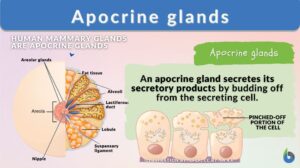 apocrine glands definition and example