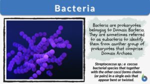 bacteria definition and example