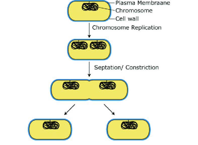 binary fission