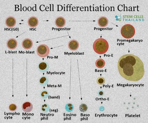 Cell differentiation - Definition and Examples - Biology Online Dictionary