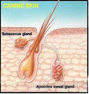 canine apocrine glands