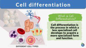 cell differentiation definition and example