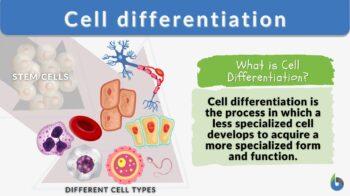 cell differentiation definition and example