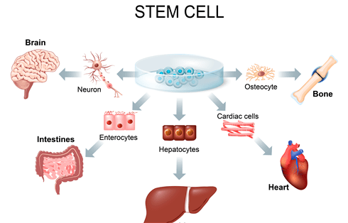 cell differentiation