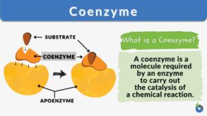 coenzyme - definition and example