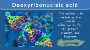 deoxyribonucleic acid definition