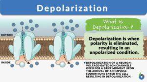 depolarization definition and example