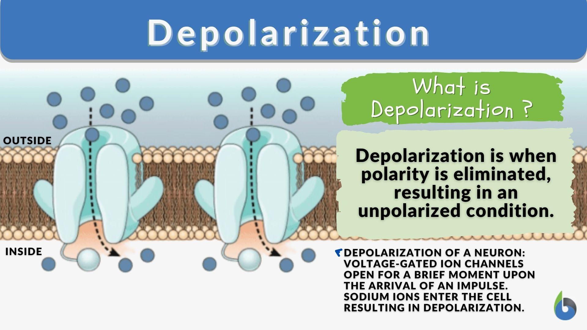 Depolarization - Definition and Examples - Biology Online Dictionary