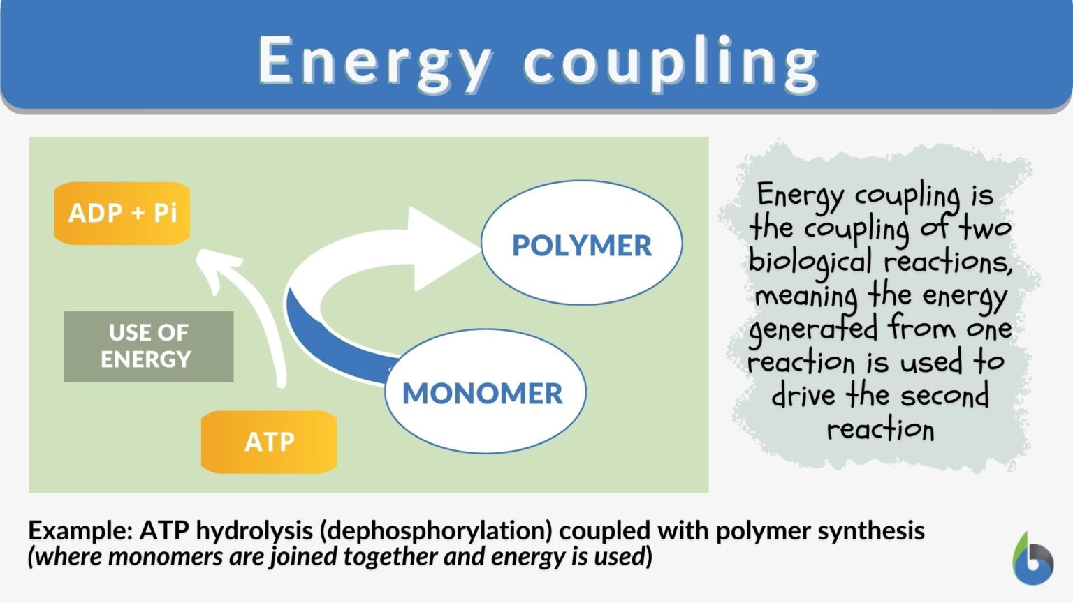 Energy coupling Definition and Examples Biology Online Dictionary