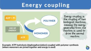 coupling meaning in Bengali  coupling translation in Bengali