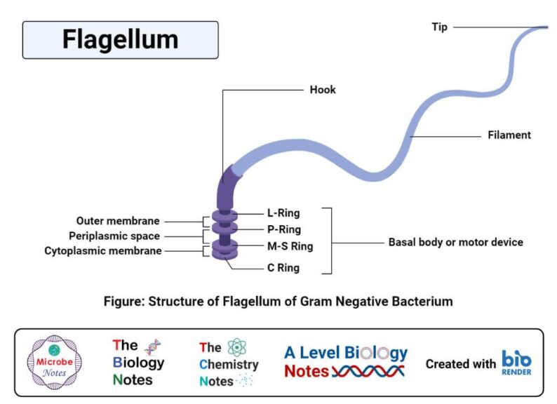 parts of bacterial flagellum