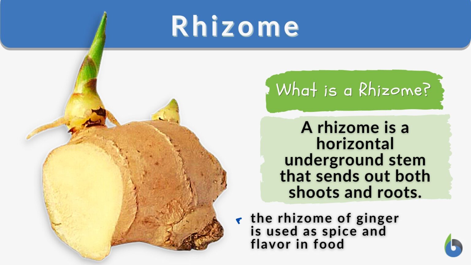 Rhizome Definition and Examples Biology Online Dictionary