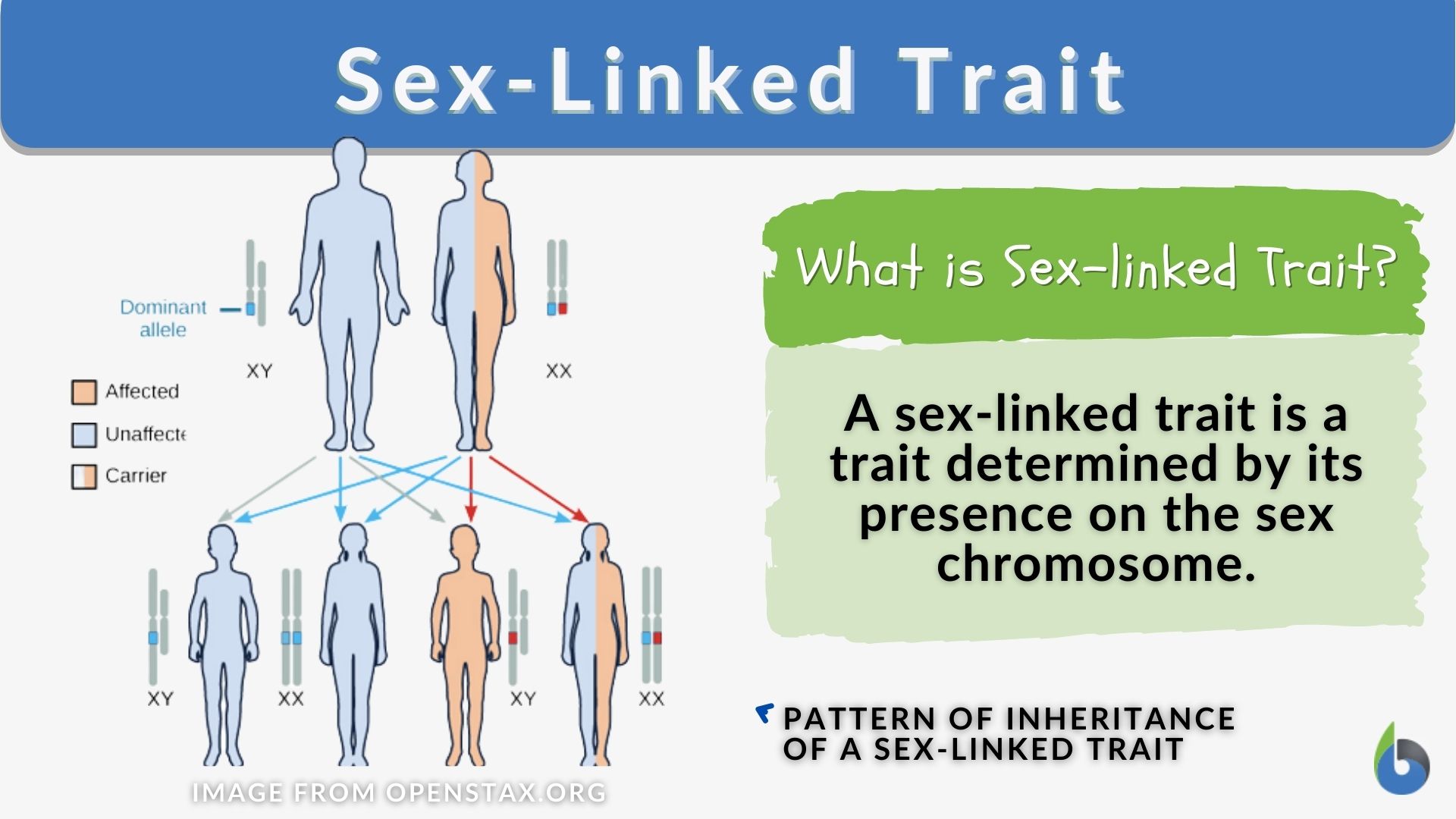 Sex Linked Trait Definition And Examples Biology Online Dictionary
