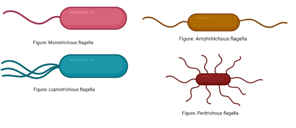 types of arrangements of flagella in bacteria
