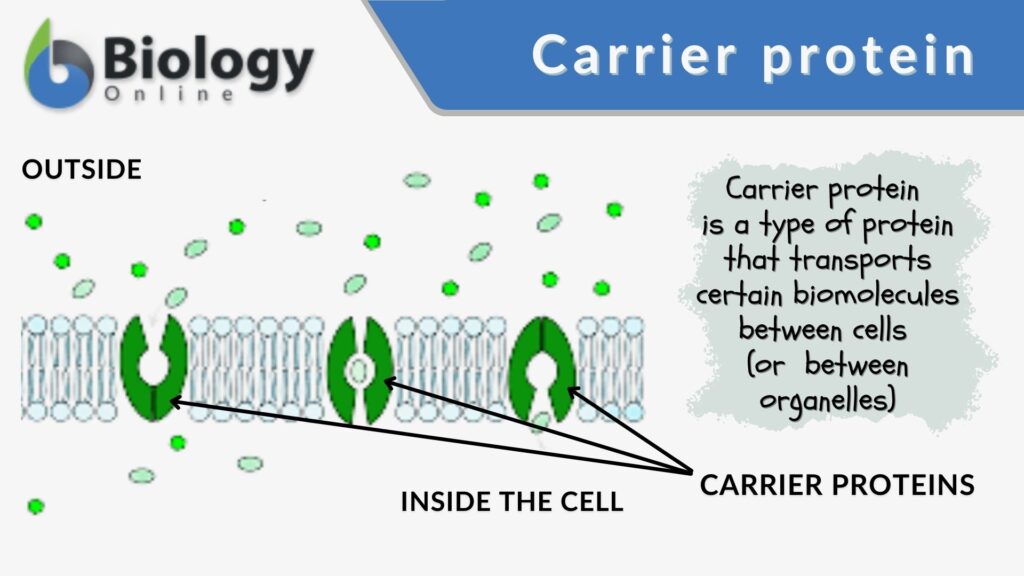 Carrier protein Definition and Examples Biology Online Dictionary