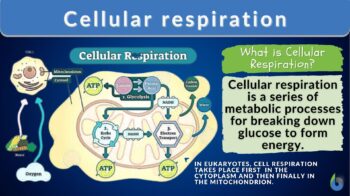 Cellular respiration - definition and example