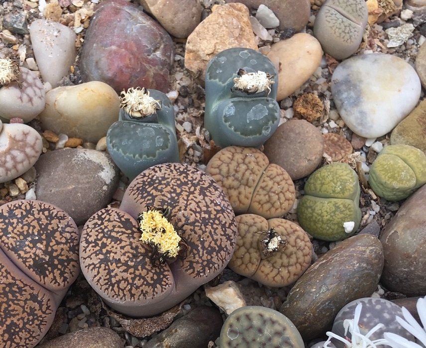 lithops living stones