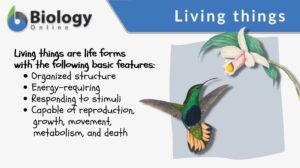 living things biology definition and examples