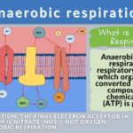 What is Anaerobic Respiration The Definitive Guide Biology Online