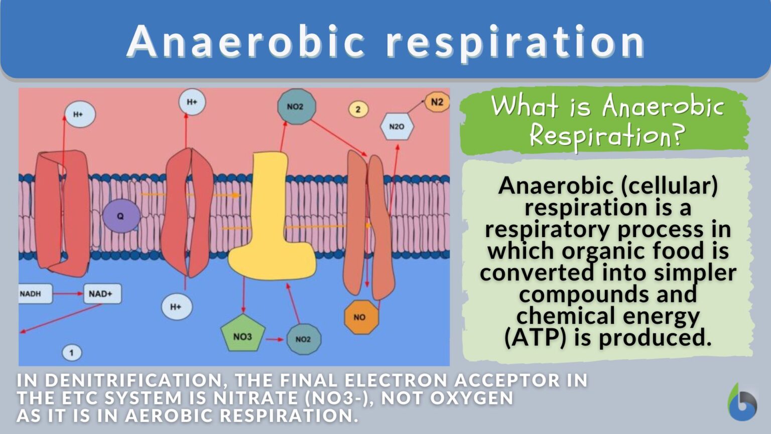 What is Anaerobic Respiration? The Definitive Guide Biology Online