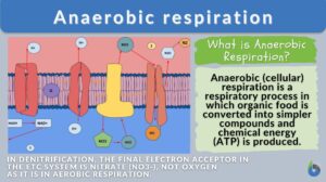 anaerobic respiration - definition and example