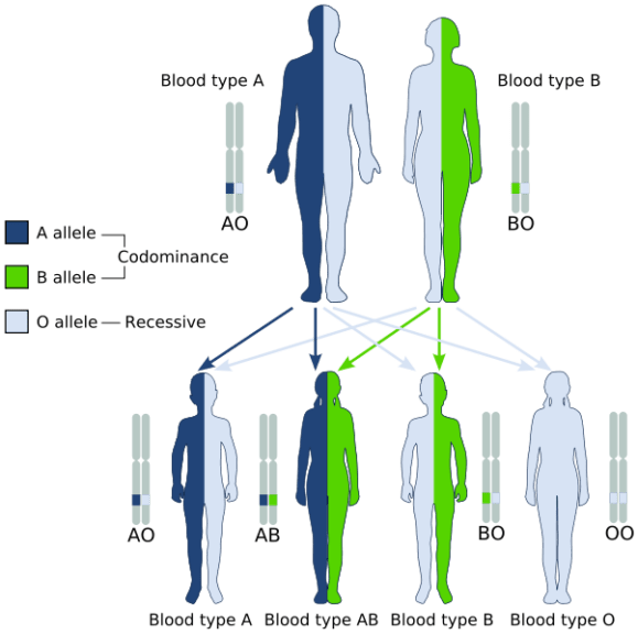 multiple-alleles-definition-and-examples-biology-online-dictionary