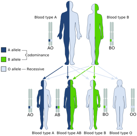 multiple-alleles-definition-and-examples-biology-online-dictionary