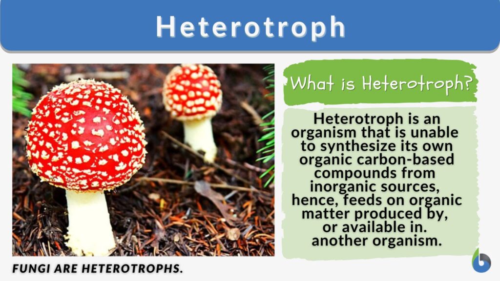 Heterotroph Definition and Examples Biology Online Dictionary