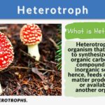 heterotrophic hypothesis biology