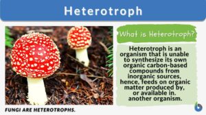 heterotrophic hypothesis biology