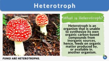 Heterotroph - definition and example