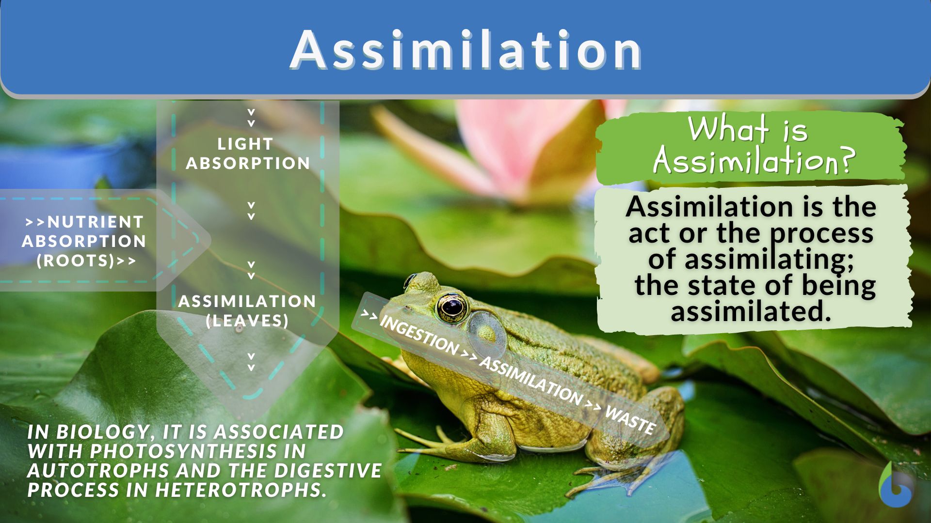 Assimilation - Definition and Examples - Biology Online Dictionary