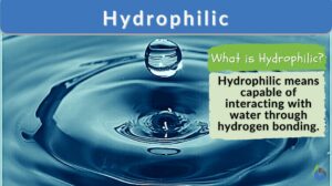 hydrophilic - definition and example