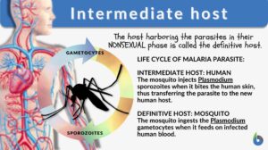 intermediate host example and definition