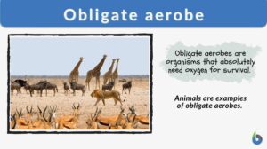 obligate aerobe definition and example updated