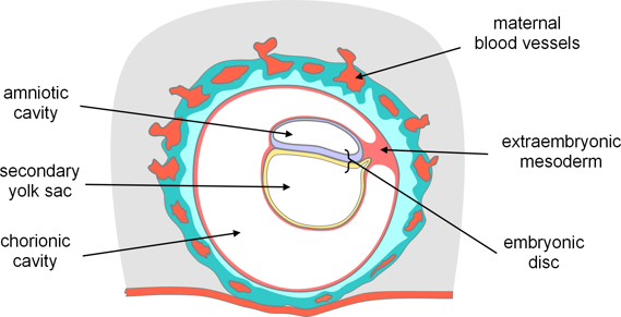 Extra-embryonic Coelom