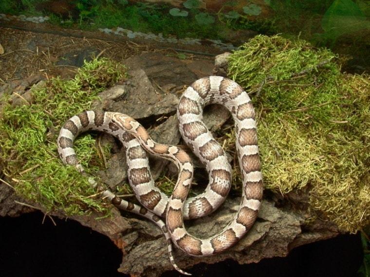Ghost corn snakes display hypomelanism