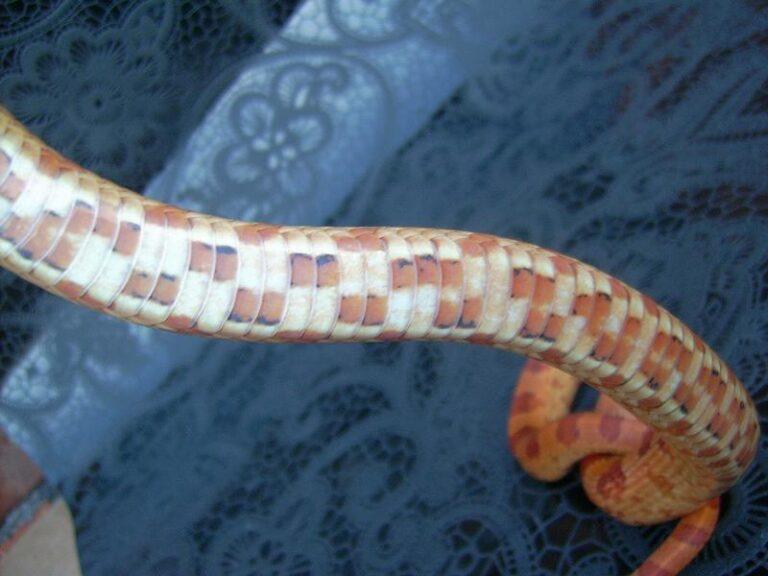 Hypomelanistic corn snake