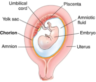 Chorion - Definition and Examples - Biology Online Dictionary