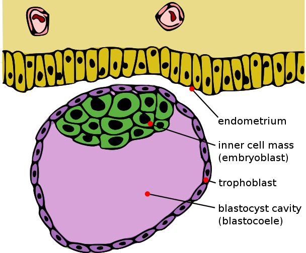 Tropoblast layer
