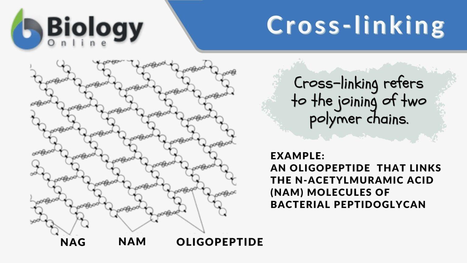 Crosslinking Definition and Examples Biology Online Dictionary