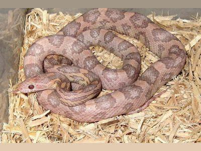 hypo-lavender corn snake