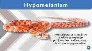 hypomelanism definition and example