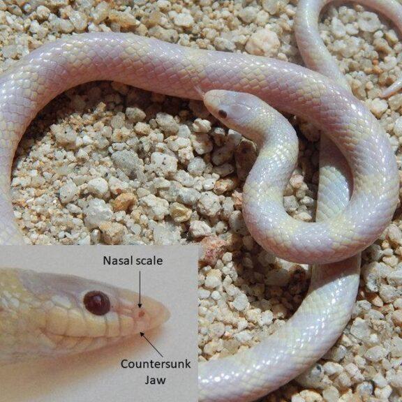 hypomelanistic wild shovel-nosed