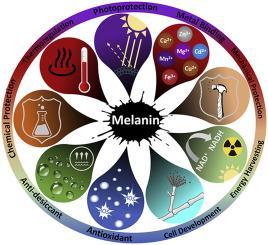 melanin in fungi