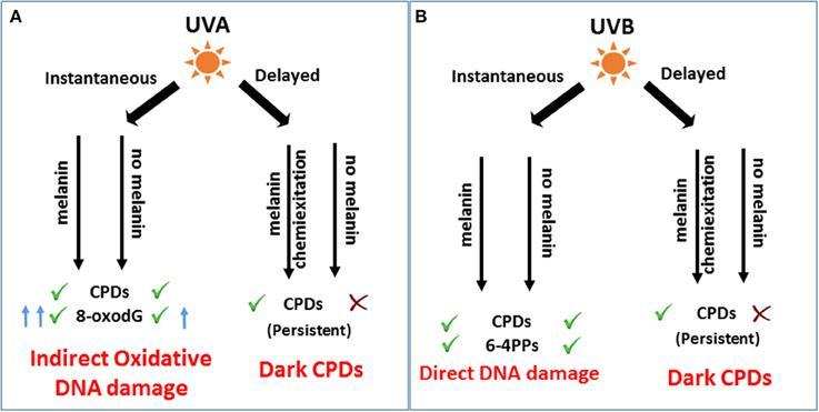 melanin vs UV radiation