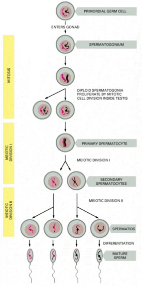 spermatogenesis