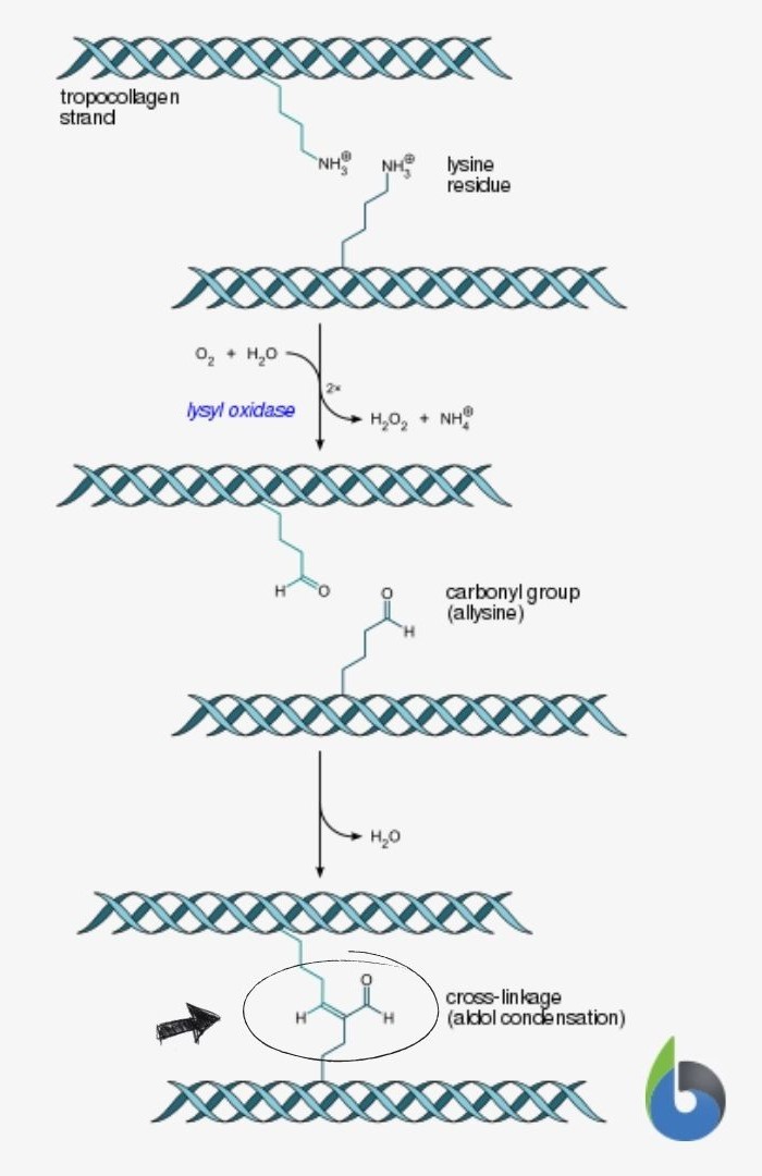 tropocollagen synthesis - cross linkage