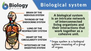 Biological system definition and example