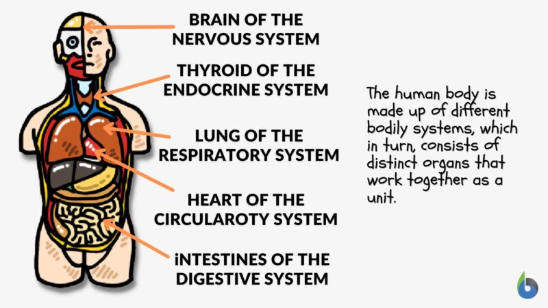 Biology Online Dictionary Biology Diagrams